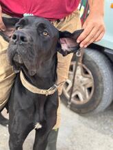 CHANTAL, Hund, Deutsche Dogge in Spanien - Bild 7