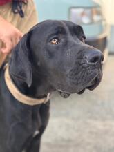 CHANTAL, Hund, Deutsche Dogge in Spanien - Bild 8