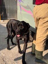 CHANTAL, Hund, Deutsche Dogge in Spanien - Bild 9