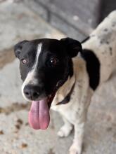 YVI, Hund, Bodeguero -mischling in Spanien - Bild 1