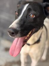 YVI, Hund, Bodeguero -mischling in Spanien - Bild 2