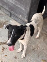 YVI, Hund, Bodeguero -mischling in Spanien - Bild 3
