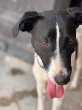 YVI, Hund, Bodeguero -mischling in Spanien - Bild 4