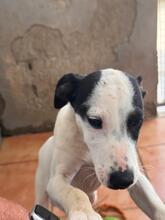 BAMBINO, Hund, Bodegueromischling in Spanien - Bild 2