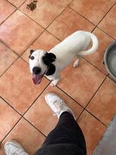 BAMBINO, Hund, Bodegueromischling in Spanien - Bild 3