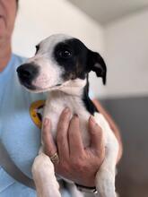 BAMBINO, Hund, Bodegueromischling in Spanien - Bild 4