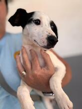 BAMBINO, Hund, Bodegueromischling in Spanien - Bild 5