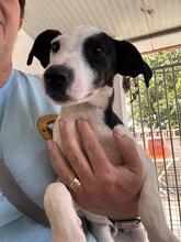 BAMBINO, Hund, Bodegueromischling in Spanien - Bild 6