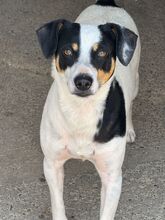 TONY, Hund, Bodeguero -mischling in Spanien - Bild 2