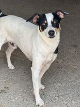 TONY, Hund, Bodeguero -mischling in Spanien - Bild 3