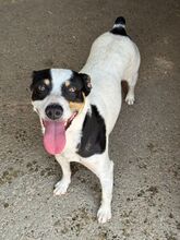 TONY, Hund, Bodeguero -mischling in Spanien - Bild 4