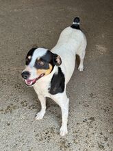 TONY, Hund, Bodeguero -mischling in Spanien - Bild 6