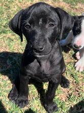 ONYX, Hund, Podenco -mischling in Spanien - Bild 1