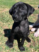ONYX, Hund, Podenco -mischling in Spanien - Bild 2