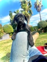 ONYX, Hund, Podenco -mischling in Spanien - Bild 3