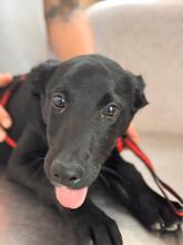 SKY, Hund, Labrador-Schäferhund-Mischling in Spanien - Bild 1