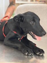 SKY, Hund, Labrador-Schäferhund-Mischling in Spanien - Bild 2