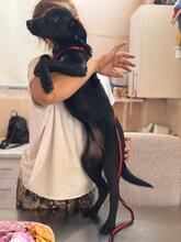 SKY, Hund, Labrador-Schäferhund-Mischling in Spanien - Bild 3
