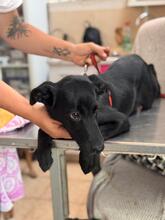 SKY, Hund, Labrador-Schäferhund-Mischling in Spanien - Bild 4