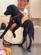 SKY, Hund, Labrador-Schäferhund-Mischling in Spanien - Bild 5