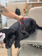 SKY, Hund, Labrador-Schäferhund-Mischling in Spanien - Bild 6