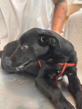 SKY, Hund, Labrador-Schäferhund-Mischling in Spanien - Bild 7