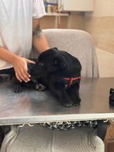 SKY, Hund, Labrador-Schäferhund-Mischling in Spanien - Bild 8