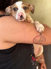 TARA, Hund, Bodegueromischling in Spanien - Bild 1