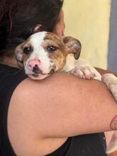 TARA, Hund, Bodegueromischling in Spanien - Bild 3