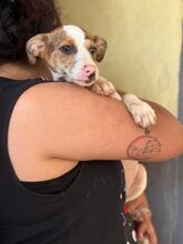 TARA, Hund, Bodegueromischling in Spanien - Bild 4