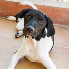 MATEO, Hund, Mischling in Spanien - Bild 1
