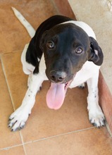 MATEO, Hund, Mischling in Spanien - Bild 2