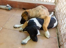 MATEO, Hund, Mischling in Spanien - Bild 3