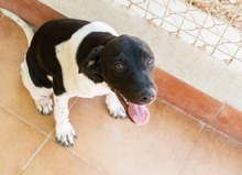 MATEO, Hund, Mischling in Spanien - Bild 4