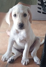 LOLA, Hund, Labrador in Spanien - Bild 1
