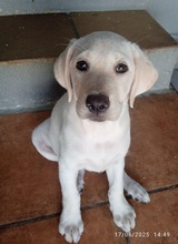 LOLA, Hund, Labrador in Spanien - Bild 2