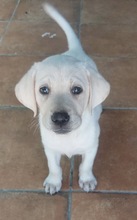 LOLA, Hund, Labrador in Spanien - Bild 3