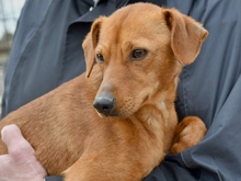TATU, Hund, Mischlingshund in München - Bild 1