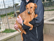 TATU, Hund, Mischlingshund in München - Bild 2