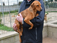 TATU, Hund, Mischlingshund in München - Bild 3