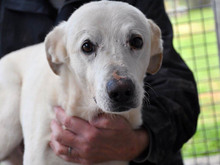 MAC, Hund, Mischlingshund in Oberviechtach - Bild 1