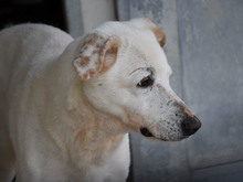 MAC, Hund, Mischlingshund in Oberviechtach - Bild 2