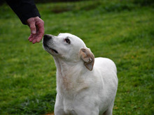 MAC, Hund, Mischlingshund in Oberviechtach - Bild 3