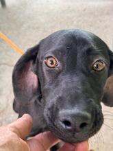 BONNIE, Hund, Deutsche Dogge Labrador Mischling in Spanien - Bild 1