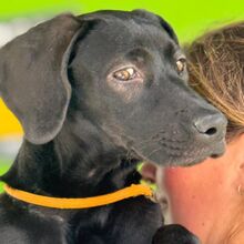 BONNIE, Hund, Deutsche Dogge Labrador Mischling in Spanien - Bild 2