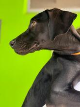 BONNIE, Hund, Deutsche Dogge Labrador Mischling in Spanien - Bild 3