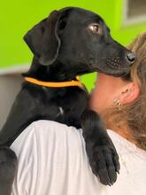 BONNIE, Hund, Deutsche Dogge Labrador Mischling in Spanien - Bild 4