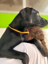 BONNIE, Hund, Deutsche Dogge Labrador Mischling in Spanien - Bild 5