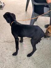 BONNIE, Hund, Deutsche Dogge Labrador Mischling in Spanien - Bild 6