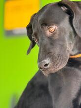 BONNIE, Hund, Deutsche Dogge Labrador Mischling in Spanien - Bild 9